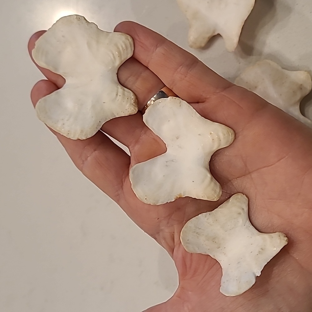 Butterfly 🦋 Shaped Craft Shells - Picture 7 of 8